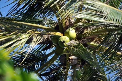 Coconut tree with nuts in Vietnam Stock Photos