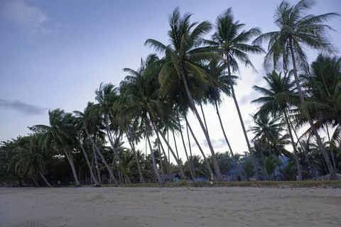 Coconut tree ocer the beach in sunset, summer vibles Stock Photos