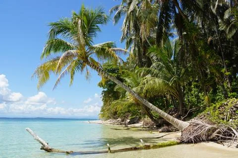 Coconut tree over the sea Stock Photos