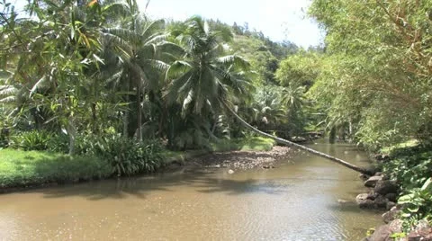 Coconut Tree over Stream Stock Footage 11283361