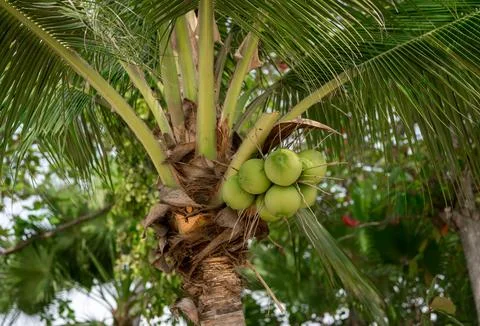 Coconut tree palm with coconuts. Branches of fresh coconuts growing on palm.. Stock Photos