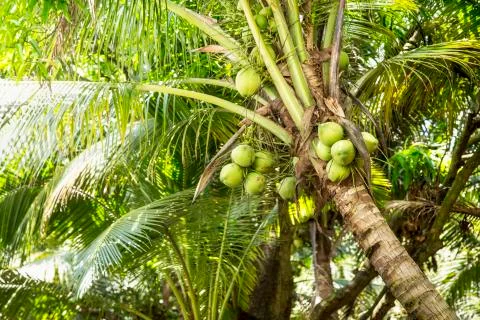 Coconut tree. Palm. Stock Photos