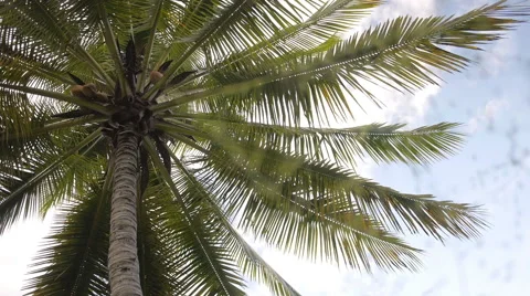 Coconut tree, palm tree Stock Footage 51749117