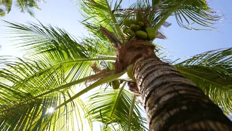 Coconut tree palm tree tropical. Close up shot of coconut Video stock 176958067