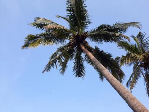 Coconut tree. palm tree in the wind. Stock Photos