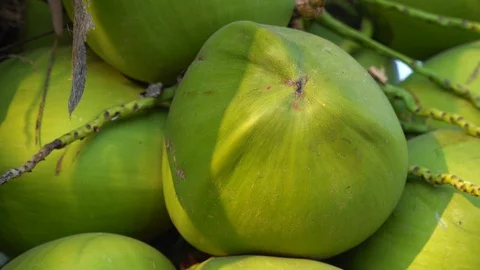 Coconut tree palm tropical fruit on the coconut tree Stock Footage 128214074