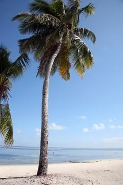 Coconut tree in the paradise Stock Photos