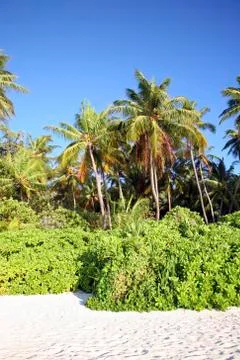 Coconut tree in the paradise Stock Photos