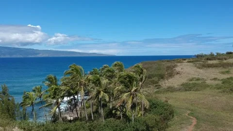 Coconut tree patch fly over at lipoa point maui hawaii Stock Footage 131331555