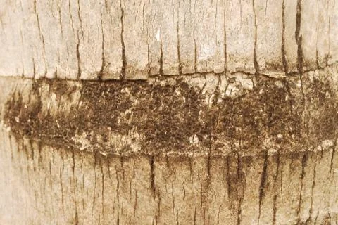 Coconut tree pattern background. Stock Photos