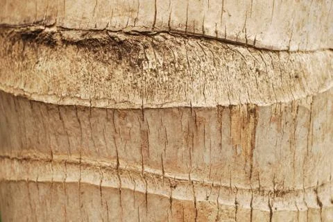 Coconut tree pattern background. Stock Photos