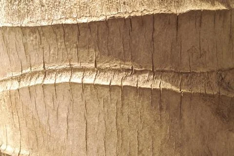 Coconut tree pattern background. Stock Photos