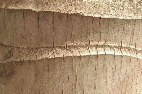 Coconut tree pattern background. Stock Photos