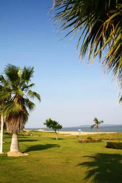 Coconut tree Stock Photos