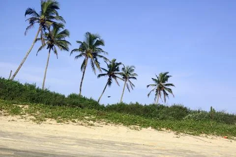 Coconut Tree Stock Photos