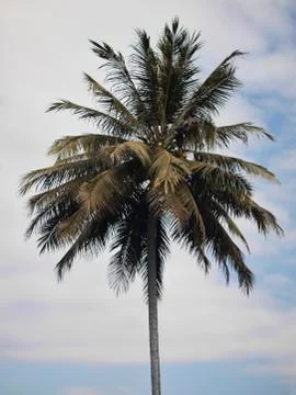 Coconut tree 스톡 사진