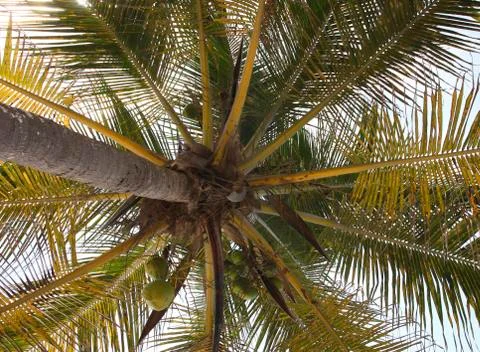Coconut tree Stock Photos