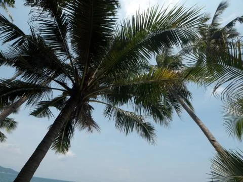 Coconut tree Фото