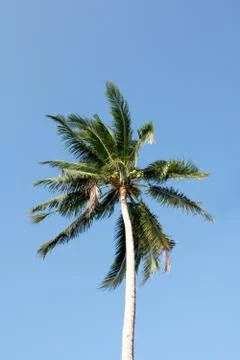 Coconut tree Stock Photos