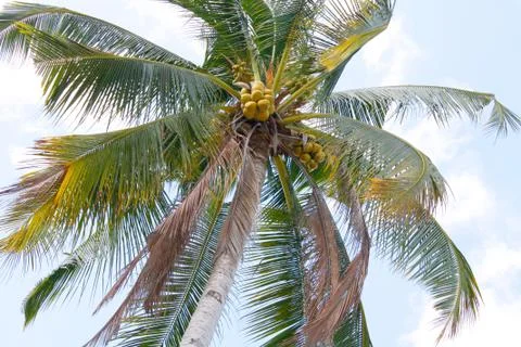 Coconut tree Stock Photos