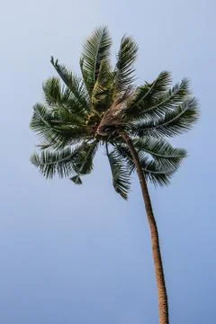 Coconut tree Stock-Fotos