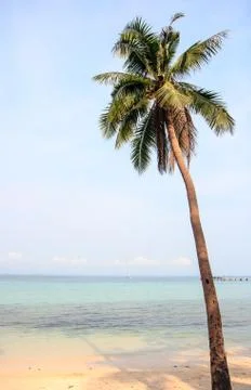 Coconut tree Stock Photos