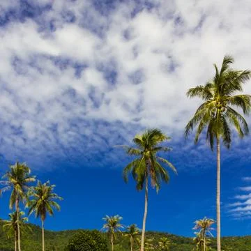 Coconut tree Stock Photos