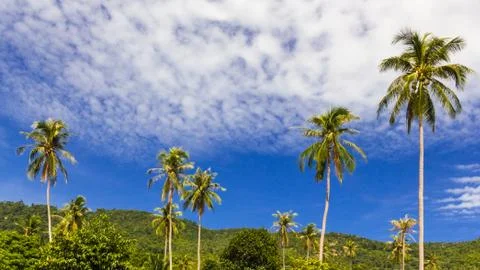 Coconut tree Stock Photos