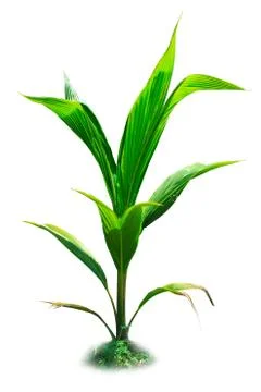 Coconut tree Stock Photos