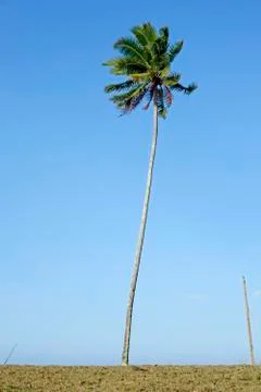 Coconut tree Stock Photos