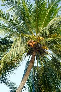 Coconut tree Stock Photos