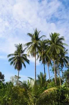 Coconut tree Stock Photos