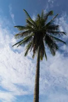 Coconut tree Stock Photos