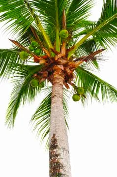 Coconut tree Stock Photos