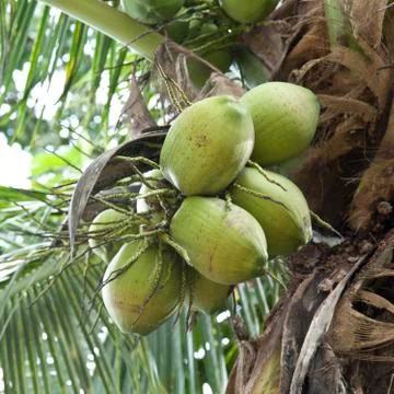 Coconut at tree Stock Photos