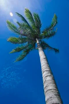 Coconut tree Foto stock