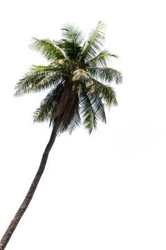 Coconut tree 스톡 사진