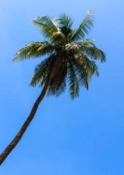 Coconut tree 스톡 사진