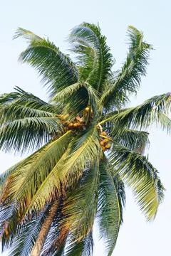 Coconut tree Stock Photos