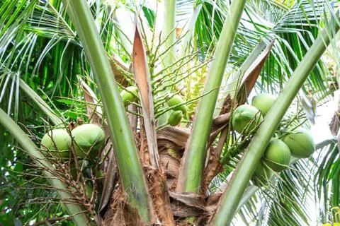 Coconut on tree Stock Photos