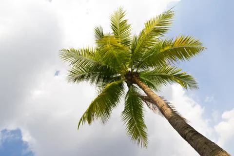 Coconut tree Stock Photos