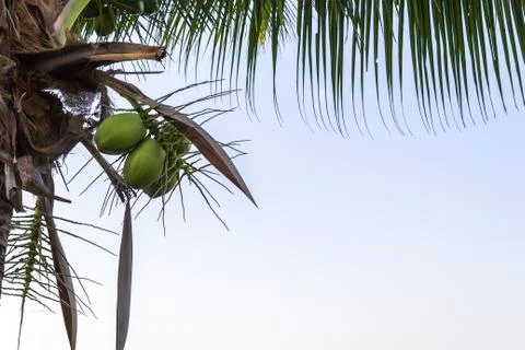 Coconut tree Stock Photos