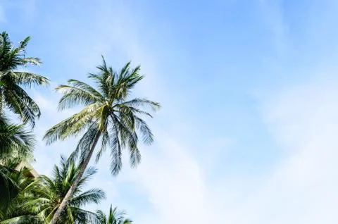 Coconut tree Stock Photos
