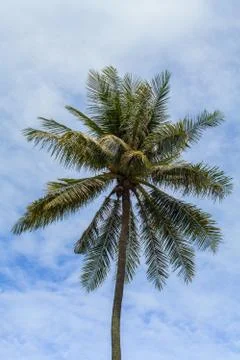 Coconut tree Stock Photos