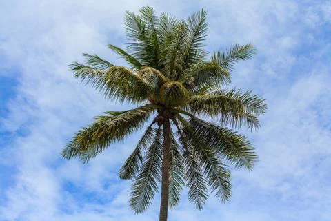 Coconut tree Stock Photos
