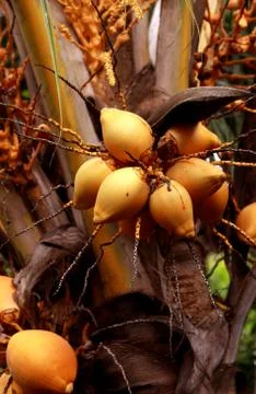 Coconut tree Stock Photos
