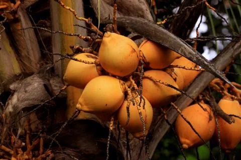 Coconut tree Stock Photos