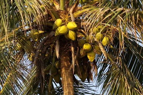 Coconut tree Stock-Fotos