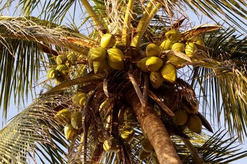 Coconut tree Stock Photos