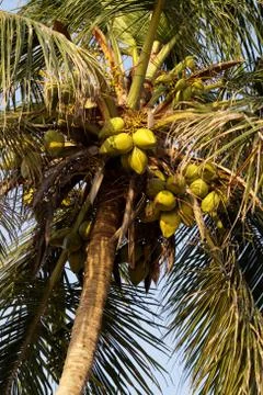 Coconut tree Stock Photos
